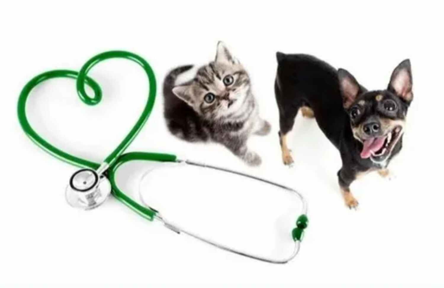 Preventive Care For Pets In Nyc: Stay Ahead Of Health Issues!